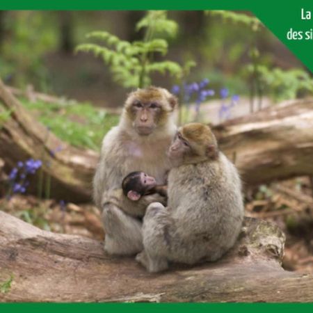 Appartamento La Parenthese Alsacienne Au Coeur De Sélestat Esterno foto