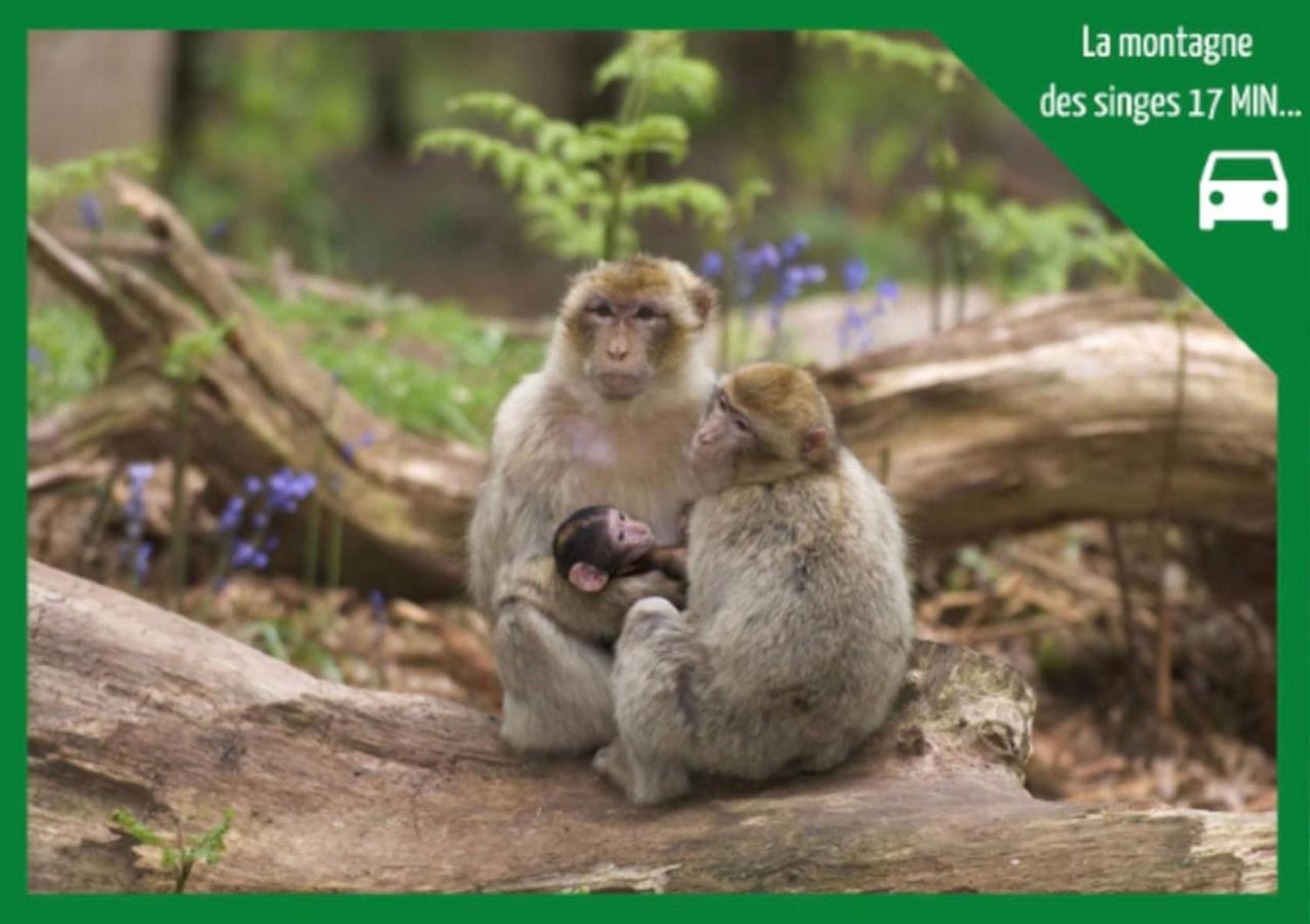 Appartamento La Parenthese Alsacienne Au Coeur De Sélestat Esterno foto